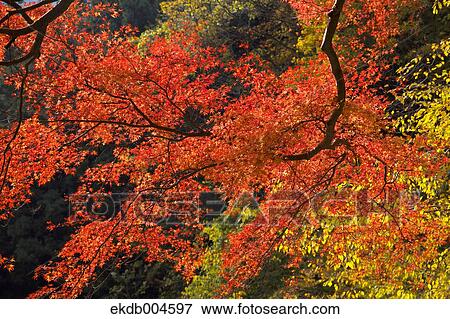 Autumn leaves View Large Photo Image Stock Photo - Autumn leaves. Fotosearch