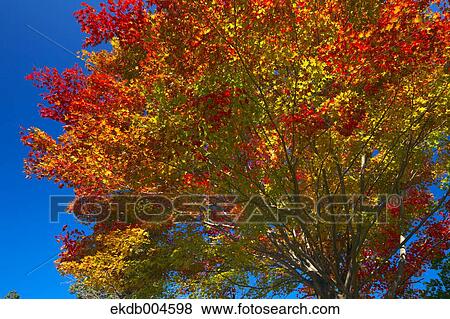 Stock Photo - Autumn leaves. Fotosearch
