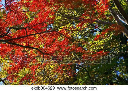 Autumn leaves View Large Photo Image Stock Photo - Autumn leaves. Fotosearch