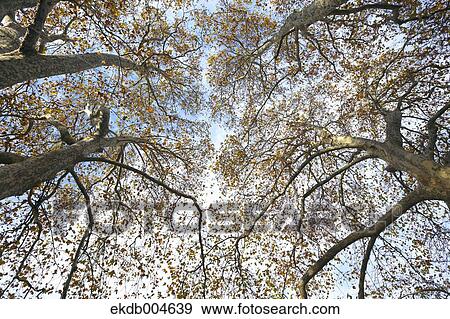 Autumn leaves View Large Photo Image Stock Photo - Autumn leaves. Fotosearch
