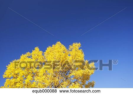 Stock Photo - Autumn leaves. Fotosearch