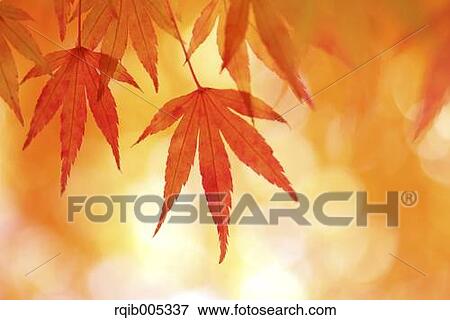 Autumn leaves View Large Photo Image Stock Photo - Autumn leaves. Fotosearch