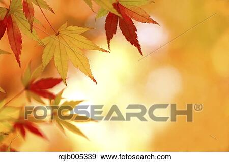 Stock Photo - Autumn leaves. Fotosearch