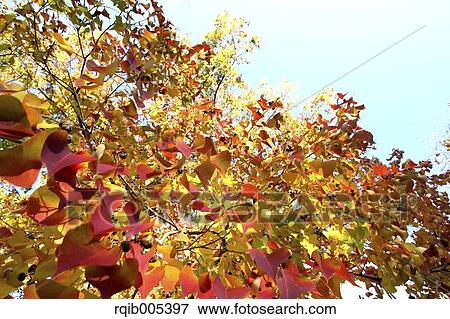 Autumn leaves View Large Photo Image Stock Photo - Autumn leaves. Fotosearch