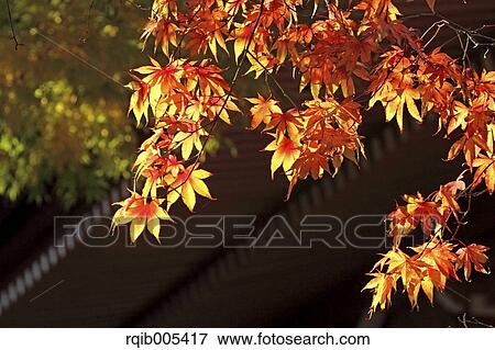 Stock Photo - Autumn leaves. Fotosearch