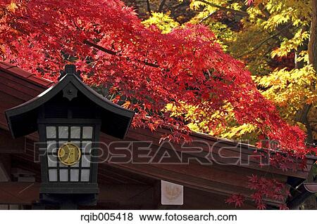Autumn leaves View Large Photo Image Stock Photo - Autumn leaves. Fotosearch