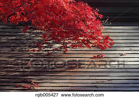Stock Photo - Autumn leaves. Fotosearch