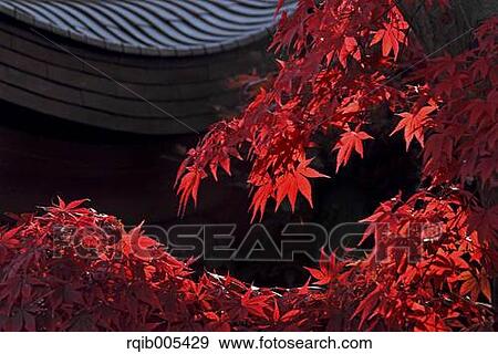 Autumn leaves View Large Photo Image Stock Photo - Autumn leaves. Fotosearch