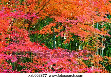 Autumn leaves View Large Photo Image Stock Photo - Autumn leaves. Fotosearch
