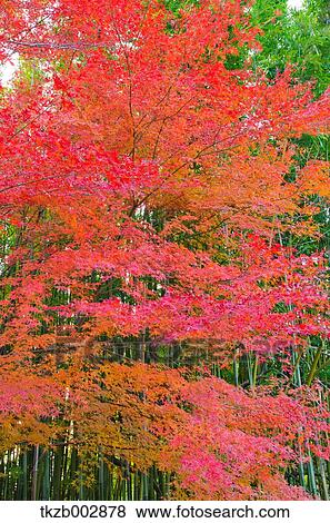 Autumn leaves View Large Photo Image Stock Photo - Autumn leaves. Fotosearch