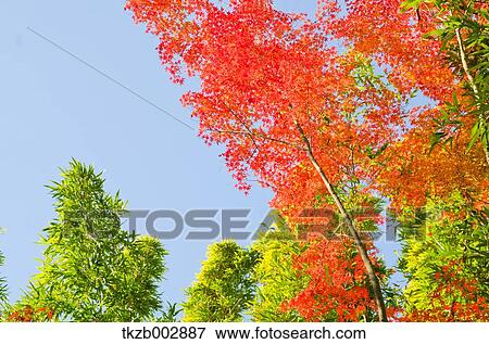Autumn leaves View Large Photo Image Stock Photo - Autumn leaves. Fotosearch
