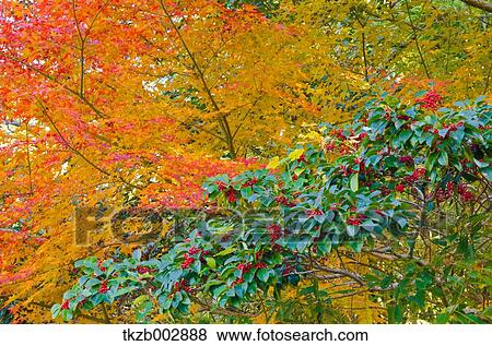 Autumn leaves View Large Photo Image Stock Photo - Autumn leaves. Fotosearch