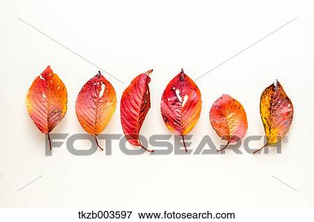 Autumn leaves View Large Photo Image Stock Photo - Autumn leaves. Fotosearch