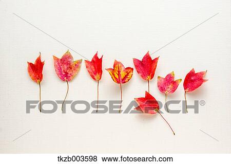 Stock Photo - Autumn leaves. Fotosearch