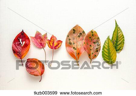 Stock Photo - Autumn leaves. Fotosearch