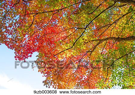 Autumn leaves View Large Photo Image Stock Photo - Autumn leaves. Fotosearch