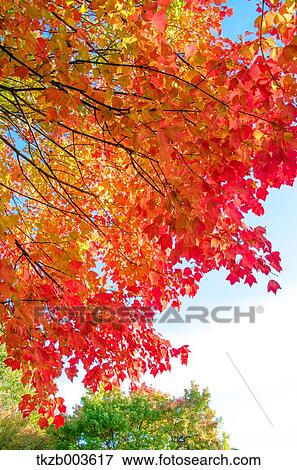 Stock Photo - Autumn leaves. Fotosearch