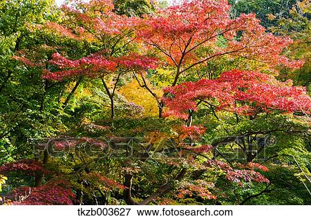 Stock Photo - Autumn leaves. Fotosearch