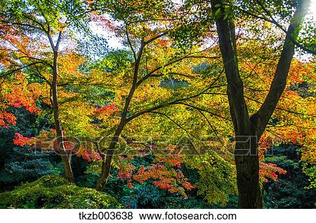Stock Photo - Autumn leaves. Fotosearch