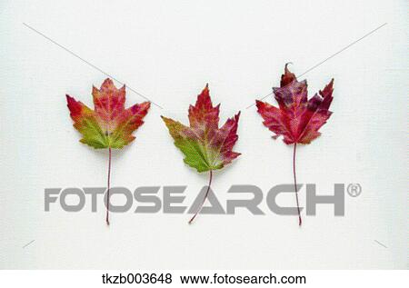 Autumn leaves View Large Photo Image Stock Photo - Autumn leaves. Fotosearch