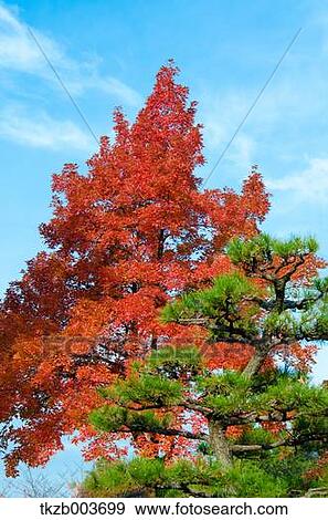 Stock Photo - Autumn leaves. Fotosearch