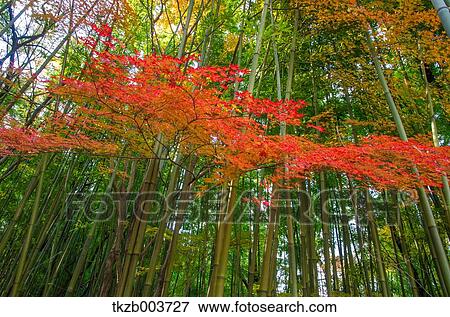Autumn leaves View Large Photo Image Stock Photo - Autumn leaves. Fotosearch