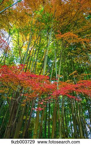 Autumn leaves View Large Photo Image Stock Photo - Autumn leaves. Fotosearch