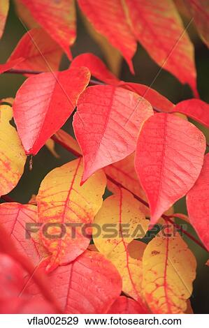 Stock Photo - Autumn leaves. Fotosearch