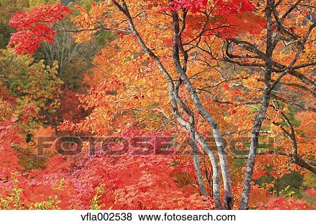 Stock Photo - Autumn leaves. Fotosearch