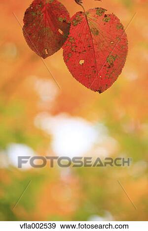 Autumn leaves View Large Photo Image Stock Photo - Autumn leaves. Fotosearch