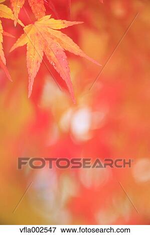 Stock Photo - Autumn leaves. Fotosearch