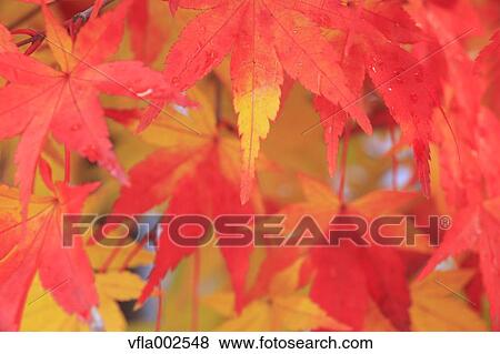 Stock Photo - Autumn leaves. Fotosearch