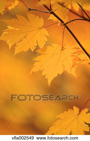Autumn leaves View Large Photo Image Stock Photo - Autumn leaves. Fotosearch