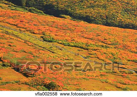 Autumn leaves View Large Photo Image Stock Photo - Autumn leaves. Fotosearch