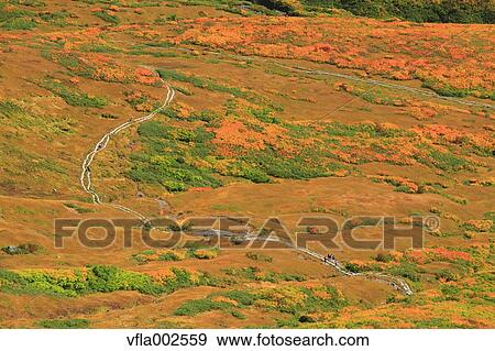 Autumn leaves View Large Photo Image Stock Photo - Autumn leaves. Fotosearch