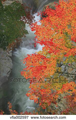 Autumn leaves View Large Photo Image Stock Photo - Autumn leaves. Fotosearch