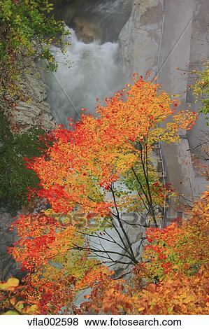 Stock Photo - Autumn leaves. Fotosearch