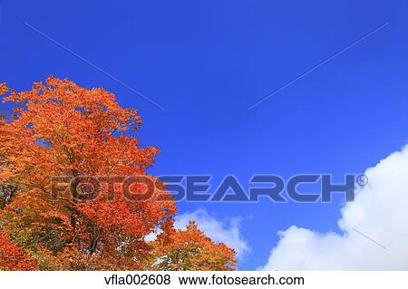 Stock Photo - Autumn leaves. Fotosearch