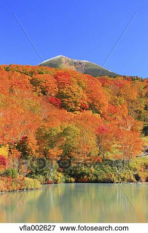 Autumn leaves View Large Photo Image Stock Photo - Autumn leaves. Fotosearch