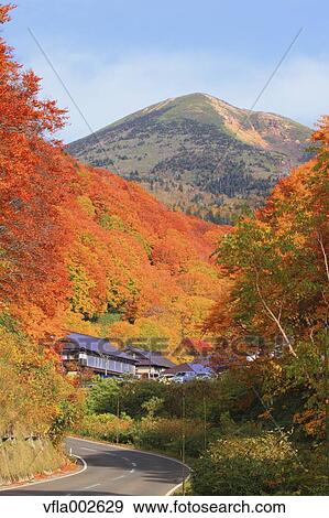 Stock Photo - Autumn leaves. Fotosearch