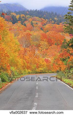 Stock Photo - Autumn leaves. Fotosearch