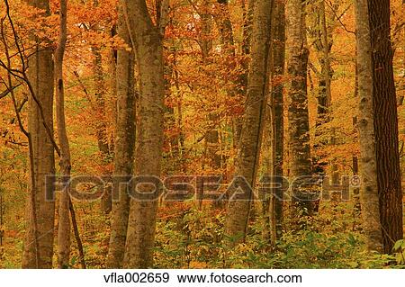 Autumn leaves View Large Photo Image Stock Photo - Autumn leaves. Fotosearch