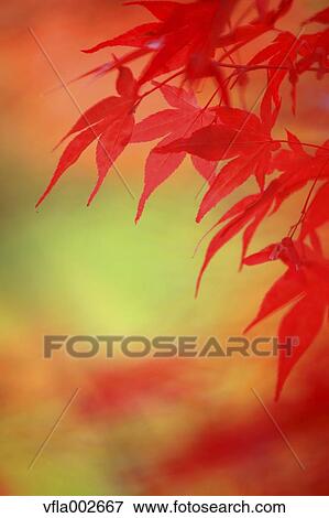Stock Photo - Autumn leaves. Fotosearch
