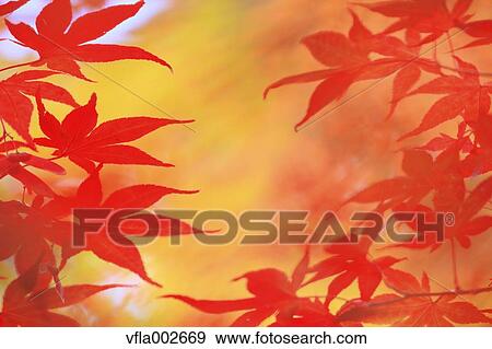 Autumn leaves View Large Photo Image Stock Photo - Autumn leaves. Fotosearch