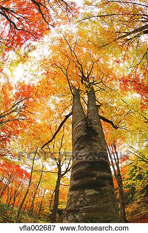 Autumn leaves View Large Photo Image Stock Photo - Autumn leaves. Fotosearch