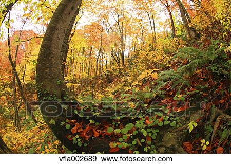 Stock Photo - Autumn leaves. Fotosearch