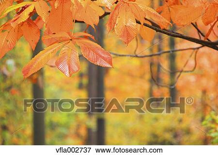 Stock Photo - Autumn leaves. Fotosearch