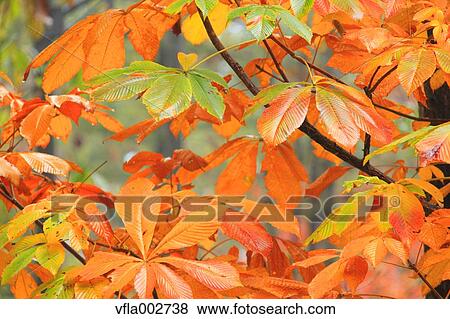 Autumn leaves View Large Photo Image Stock Photo - Autumn leaves. Fotosearch