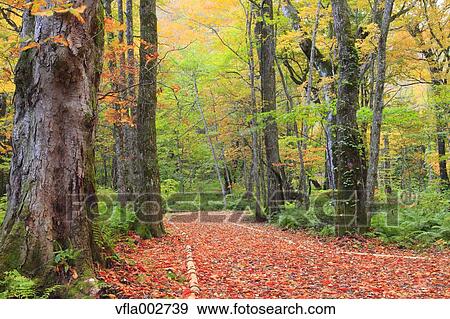 Stock Photo - Autumn leaves. Fotosearch