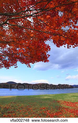 Autumn leaves View Large Photo Image Stock Photo - Autumn leaves. Fotosearch